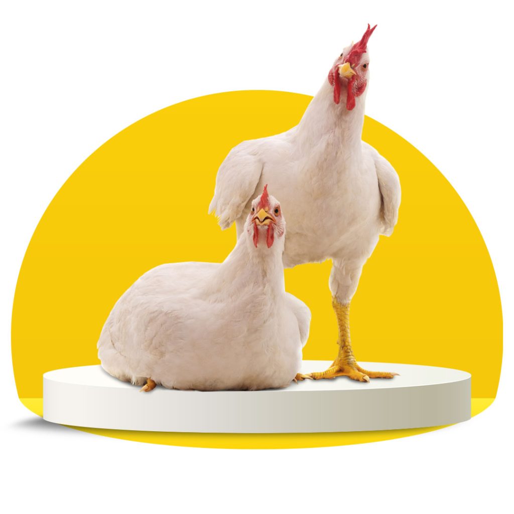 مرغ گوشتی زنده