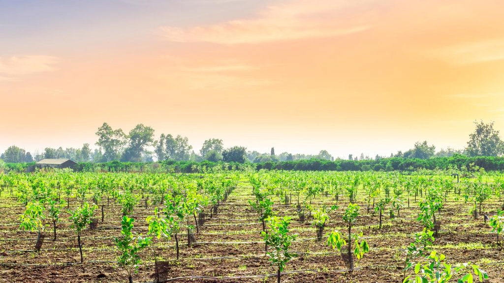 درختکاری و ایجاد باغ‌های مثمر