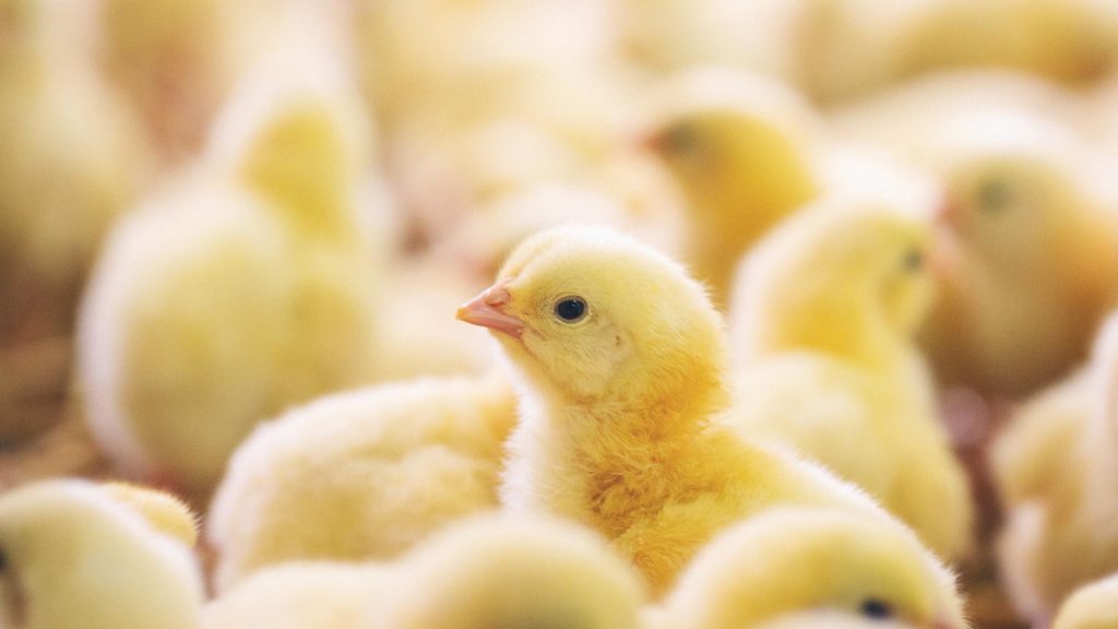 مزایای جوجه جونیور